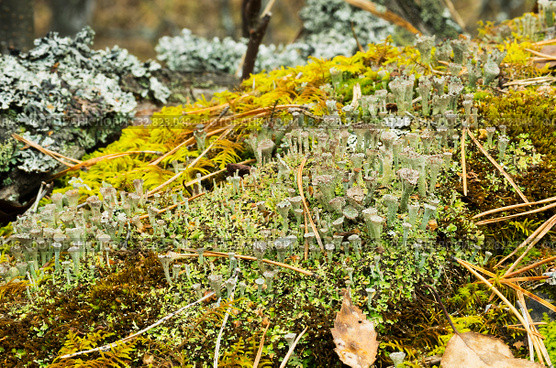 Лишайник кладония на гнилом дереве. lichen Cladonia on a rotten tree. Стоковое фото, фотограф Евгений Романов / Фотобанк Лори
