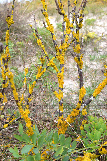 Лишайник ксантория  постенная (Xanthoria parietina (L.) Belt.) на ветках кустарника. Стоковое фото, фотограф Ирина Борсученко / Фотобанк Лори