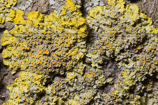 Лишайник - стенная золотянка или ксантория постенная  - Xanthoria parietina - часть таллома. Стоковое фото, фотограф Иван Сазыкин / Фотобанк Лори
