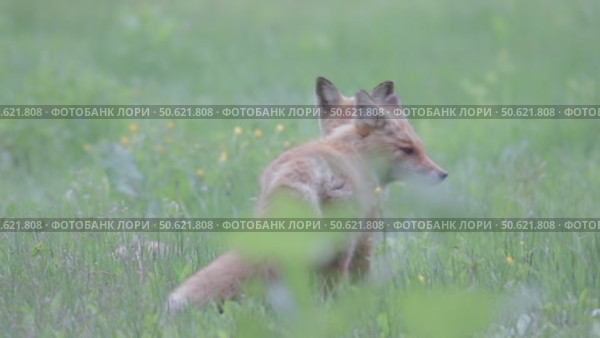 Лисица обыкновенная или лиса, дикое животное, Vulpes vulpes. Стоковое видео, видеограф Дмитрий Якубович / Фотобанк Лори