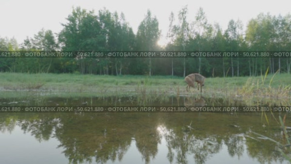 Лисица обыкновенная или лиса, дикое животное, Vulpes vulpes. Стоковое видео, видеограф Дмитрий Якубович / Фотобанк Лори