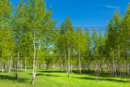 Листопадное дерево берёза (лат. Betula). Дорога через берёзовый околок. Новосибирская область, Сибирь, Россия. Стоковое фото, фотограф Евгений Мухортов / Фотобанк Лори