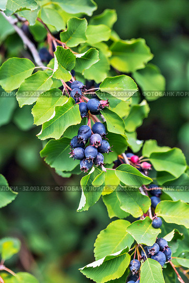 Листопадный кустарник - Ирга ольхолистная или Коринка (лат. Amelanchier alnifolia). Ветвь с плодами крупным планом. Стоковое фото, фотограф Евгений Мухортов / Фотобанк Лори