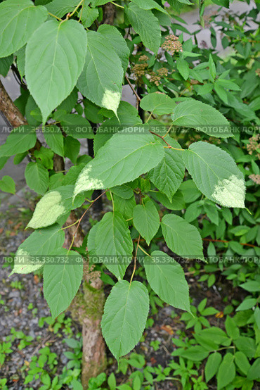 Листья актинидии коломикта (Actinidia  kolomikta (Maxim. & Rupr.) Maxim.) Стоковое фото, фотограф Ирина Борсученко / Фотобанк Лори