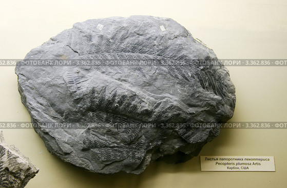 Листья папоротника пекоптериса Pecopteris plumosa Artis. Карбон, США. Палеонтологический музей им. Ю.А.Орлова, Москва (2012 год). Редакционное фото, фотограф Щеголева Ольга / Фотобанк Лори