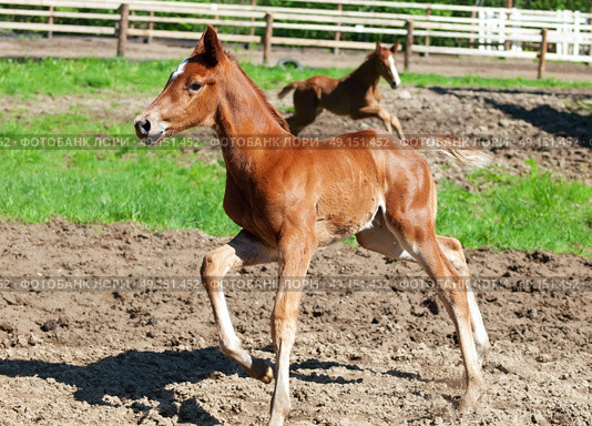 little  chestnut foals in movement. Стоковое фото, агентство Ingram Publishing / Фотобанк Лори