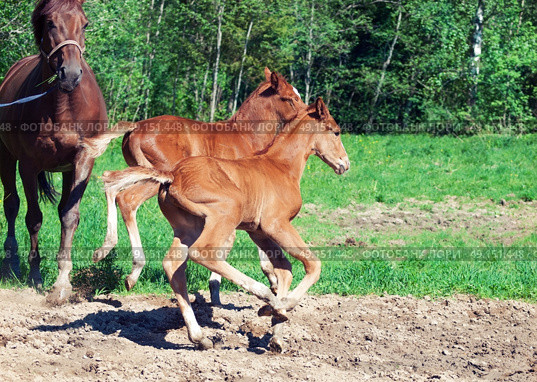 little  chestnut foals of sportive breed. Стоковое фото, агентство Ingram Publishing / Фотобанк Лори