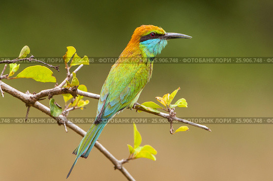 Little green bee-eater (merops orientalis), Yala National Park, Sri Lanka, Asia. Стоковое фото, агентство BE&W Photo / Фотобанк Лори