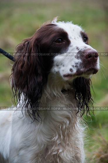 Liver and white springer spaniel. Стоковое фото, агентство Ingram Publishing / Фотобанк Лори