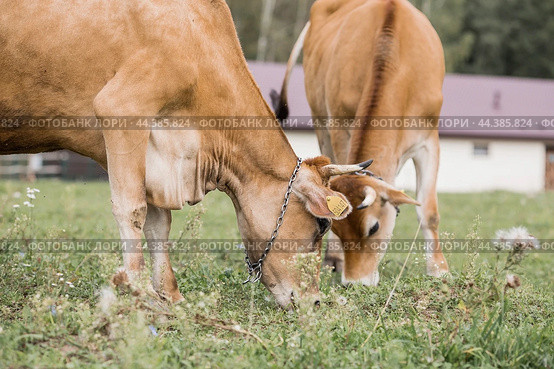 Livestock. Cows graze in a meadow. The concept of animal husbandry and rural life. Chipping of animals. A pet on an eco-farm. Agricultural industry. Стоковое фото, фотограф Photojuli / Фотобанк Лори