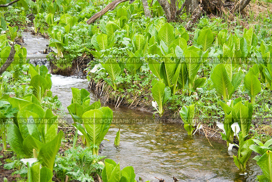 Лизихитон камчатский (Lysichiton camtschatcense (L.) Schott) Стоковое фото, фотограф Ирина Игумнова / Фотобанк Лори
