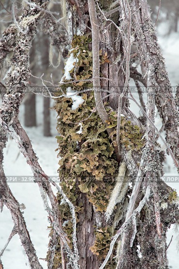 Лобария лёгочная (лат. Lobaria pulmonaria). Лишайник растет на дереве в лесу. Россия. Северная Карелия. Стоковое фото, фотограф Наталья Осипова / Фотобанк Лори