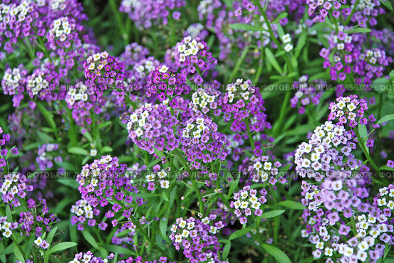 Лобулярия морская — L. maritima (L.) Desv. (syn. Алиссум морской — Alyssum maritimum Lam.) Стоковое фото, фотограф lana1501 / Фотобанк Лори