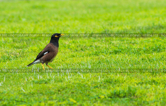 Locust starling. Стоковое фото, фотограф Винокуров Александр / Фотобанк Лори