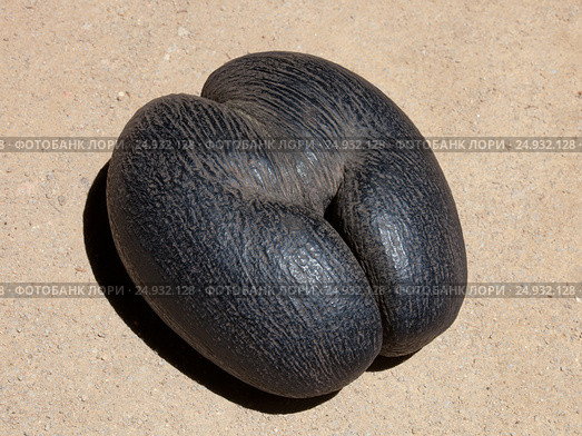 Lodoicea coconut seed. Стоковое фото, фотограф Алексей Попов / Фотобанк Лори