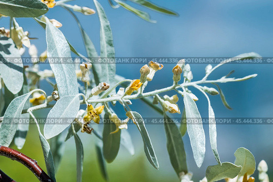 Лох серебристый (Elaeagnus commutata) – кустарник семейства Лоховые (Elaeagnaceae) в период цветения. Стоковое фото, фотограф Евгений Мухортов / Фотобанк Лори