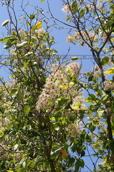 Ломонос виноградолистный (Clematis vitalba L.). Побеги с плодами на ветви дерева. Крым, Судакский район (2019 год). Стоковое фото, фотограф Щеголева Ольга / Фотобанк Лори