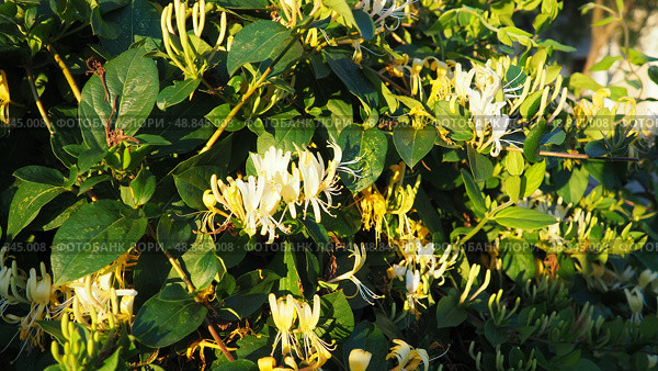 Lonicera japonica, Japanese honeysuckle and golden-and-silver honeysuckle, is a species of honeysuckle native to Asia. Ornamental plant used in traditional Chinese medicine. White yellow flowers. Стоковое фото, фотограф Юлия Петровская / Фотобанк Лори
