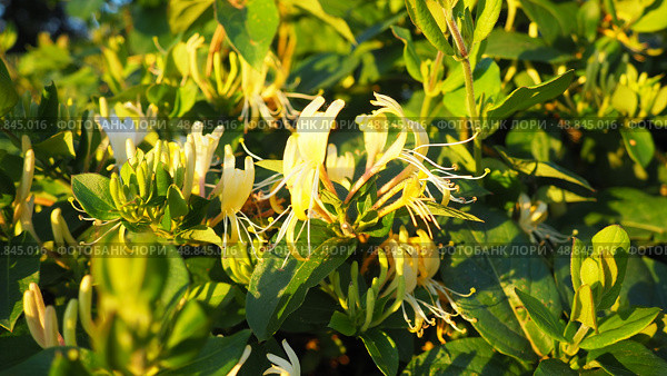 Lonicera japonica, Japanese honeysuckle and golden-and-silver honeysuckle, is a species of honeysuckle native to Asia. Ornamental plant used in traditional Chinese medicine. White yellow flowers. Стоковое фото, фотограф Юлия Петровская / Фотобанк Лори