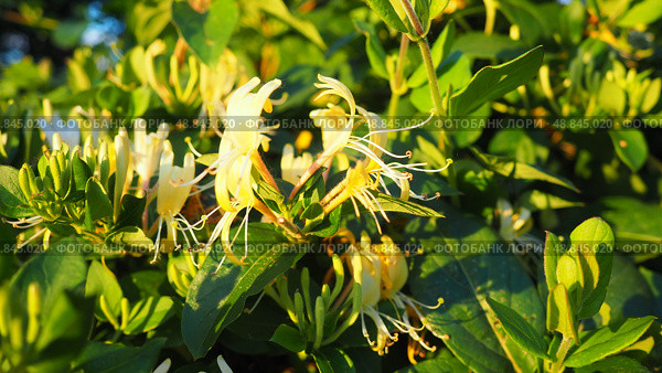 Lonicera japonica, Japanese honeysuckle and golden-and-silver honeysuckle, is a species of honeysuckle native to Asia. Ornamental plant used in traditional Chinese medicine. White yellow flowers. Стоковое фото, фотограф Юлия Петровская / Фотобанк Лори