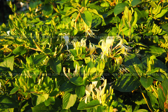 Lonicera japonica, Japanese honeysuckle and golden-and-silver honeysuckle, is a species of honeysuckle native to Asia. Ornamental plant used in traditional Chinese medicine. White yellow flowers. Стоковое фото, фотограф Юлия Петровская / Фотобанк Лори