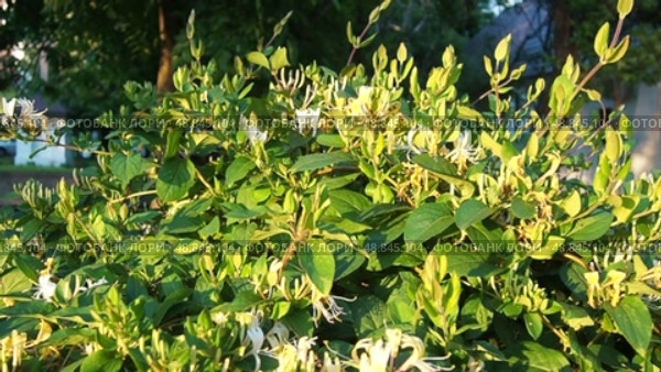 Lonicera japonica, Japanese honeysuckle and golden-and-silver honeysuckle, is a species of honeysuckle native to Asia. Ornamental plant used in traditional Chinese medicine. White yellow flowers. Стоковое видео, видеограф Юлия Петровская / Фотобанк Лори