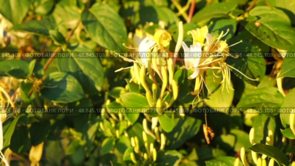 Lonicera japonica, Japanese honeysuckle and golden-and-silver honeysuckle, is a species of honeysuckle native to Asia. Ornamental plant used in traditional Chinese medicine. White yellow flowers. Стоковое видео, видеограф Юлия Петровская / Фотобанк Лори