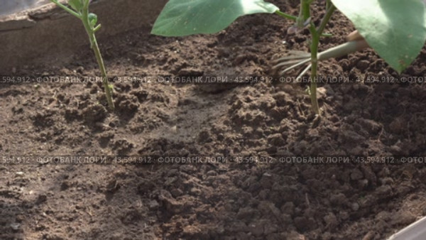 loosen the soil around the plant in the garden. Стоковое видео, видеограф Владимир Федоров / Фотобанк Лори