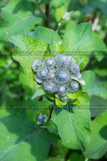 Лопух паутинистый  (Arctium tomentosum), вид сверху. Дикорастущие лекарственные растения Сибири. Стоковое фото, фотограф Евгений Мухортов / Фотобанк Лори