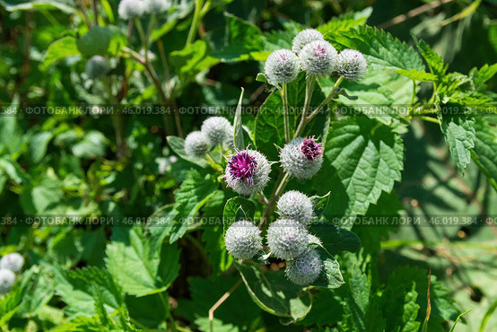 Лопух паутинистый или Репейник паутинистый, Arctium tomentosum Mill, двулетнее травянистое растение, вид рода Лопух семейства Астровые. Тульская область, Россия. Стоковое фото, фотограф Андрей Цыганков / Фотобанк Лори