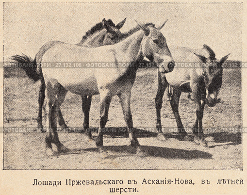 Лошади Пржевальского в Аскания-Нова в летней шерсти. Иллюстрация из журнала "Природа и люди". 1915 года. Стоковая иллюстрация, иллюстратор Макаров Алексей / Фотобанк Лори