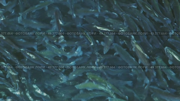 Lot of trout fish in farm pond. Стоковое видео, видеограф Михаил Коханчиков / Фотобанк Лори