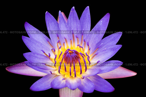 Лотос (Nelumbo nucifera) на черном фоне. Стоковое фото, фотограф Ирина Игумнова / Фотобанк Лори