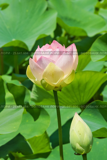 Лотос орехоносный (лат. Nelumbo nucifera) — вид многолетних травянистых земноводных растений из рода Лотос - в Краснодарском крае. Цветок и бутон. Стоковое фото, фотограф Наталья Гармашева / Фотобанк Лори