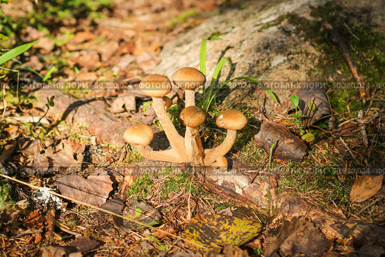Lots of Armillaria mellea on a tree in the autumn forest. Стоковое фото, фотограф Марина Демидюк / Фотобанк Лори