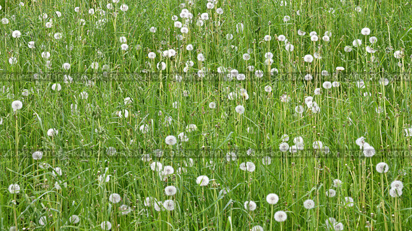 Lots of white dandelions at the nature. Стоковое фото, фотограф Володина Ольга / Фотобанк Лори