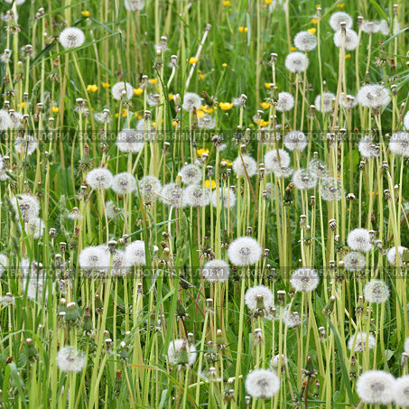 Lots of white dandelions at the nature. Стоковое фото, фотограф Володина Ольга / Фотобанк Лори