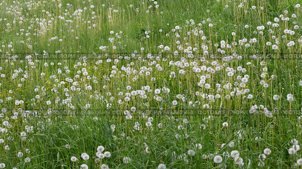 Lots of white dandelions in the meadow. Стоковое фото, фотограф Володина Ольга / Фотобанк Лори