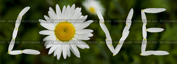 LOVE. Стоковое фото, фотограф Елена Хоткина / Фотобанк Лори