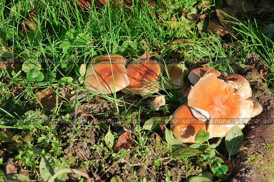Ложноопёнок кирпично-красный (Hypboloma sublateritium) Стоковое фото, фотограф Алёшина Оксана / Фотобанк Лори
