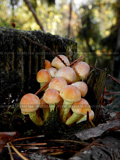 Ложноопята кирпично-красные (Hypholoma lateritium) Стоковое фото, фотограф Егор Жук / Фотобанк Лори