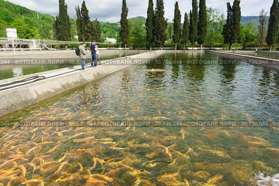Люди фотографируют форель радужную (лат. Oncorhynchus mykiss) породы Адлерская янтарная в пруду. АО «Племенной форелеводческий завод «Адлер» (2019 год). Редакционное фото, фотограф Наталья Гармашева / Фотобанк Лори