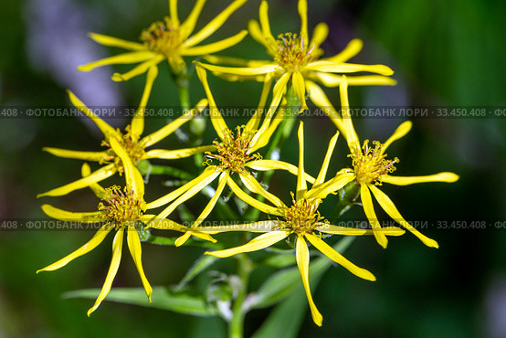 Луговой цветок Крестовник приречный (Senecio sarracenicus) крупным планом. Стоковое фото, фотограф Евгений Ткачёв / Фотобанк Лори