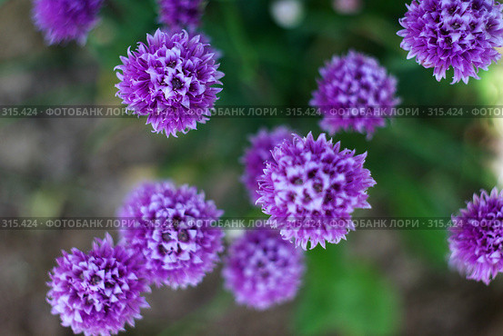 Лук-батун - Allium fistulosus L. Семейство Луковые - Alliaceae. Стоковое фото, фотограф ZitsArt / Фотобанк Лори
