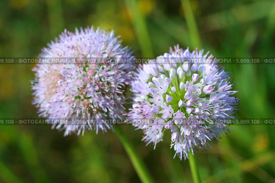 Лук-слизун (лат. Allium nutans). Цветение растения крупным планом. Стоковое фото, фотограф Григорий Писоцкий / Фотобанк Лори