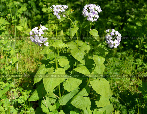 Лунник оживающий (Lunaria rediviva L.). Цветущее растение. Стоковое фото, фотограф Ирина Борсученко / Фотобанк Лори