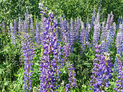 Люпин, или волчий боб (лат. Lupinus) — род растений из семейства Бобовые (Fabaceae). Представлен однолетними и многолетними травянистыми растениями. Высокое содержание в его семенах белка (до 50 %), масла (от 5 до 20 %), по качеству близкого к оливковому. Стоковое фото, фотограф Сергей Елизарьев / Фотобанк Лори