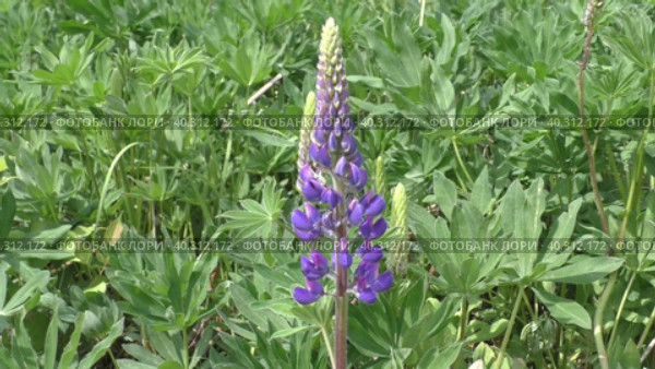 Люпин, или волчья фасоль (Lupinus) — род растений семейства Бобовые (Fabaceae). Его семена содержат белок (до 50 %), масло (от 5 до 20 %), по качеству близкое к оливковому маслу. Стоковое видео, видеограф Сергей Елизарьев / Фотобанк Лори