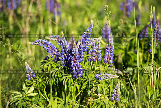 Lupinus, lupin, lupine field with pink purple and blue flowers. Copy space. Стоковое фото, агентство Ingram Publishing / Фотобанк Лори