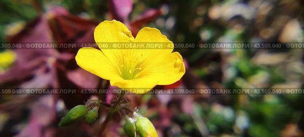 Лютик желтый. Стоковое фото, фотограф Роман Загиров / Фотобанк Лори